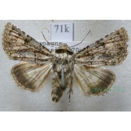 Recoropha canteneri (Duponchel, 1833) Spain71k